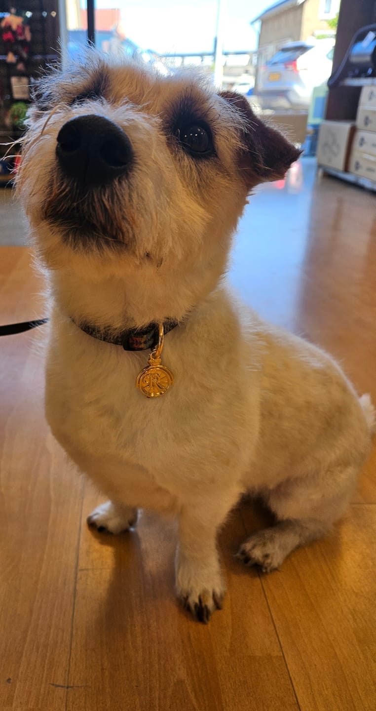 Customer photo review of ROLLEMAN® Huisdierenpenning | Vergulde Penning | Hond · Kat · Konijn
