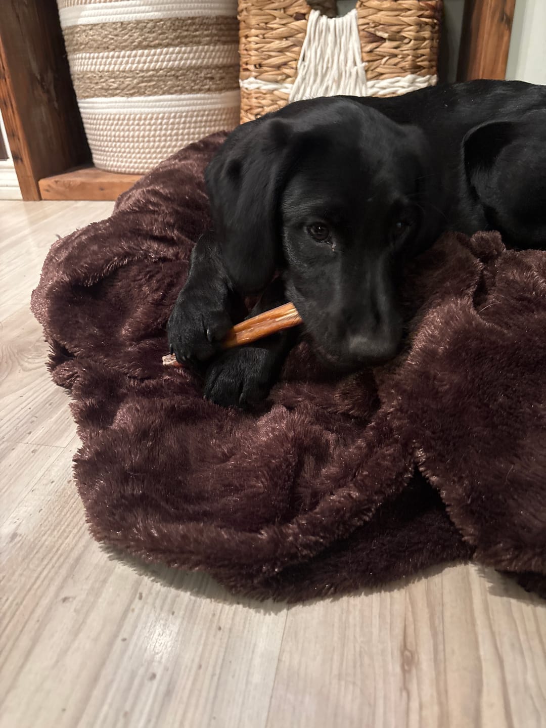 Customer photo review of 6 Inch Standard Bully Stick