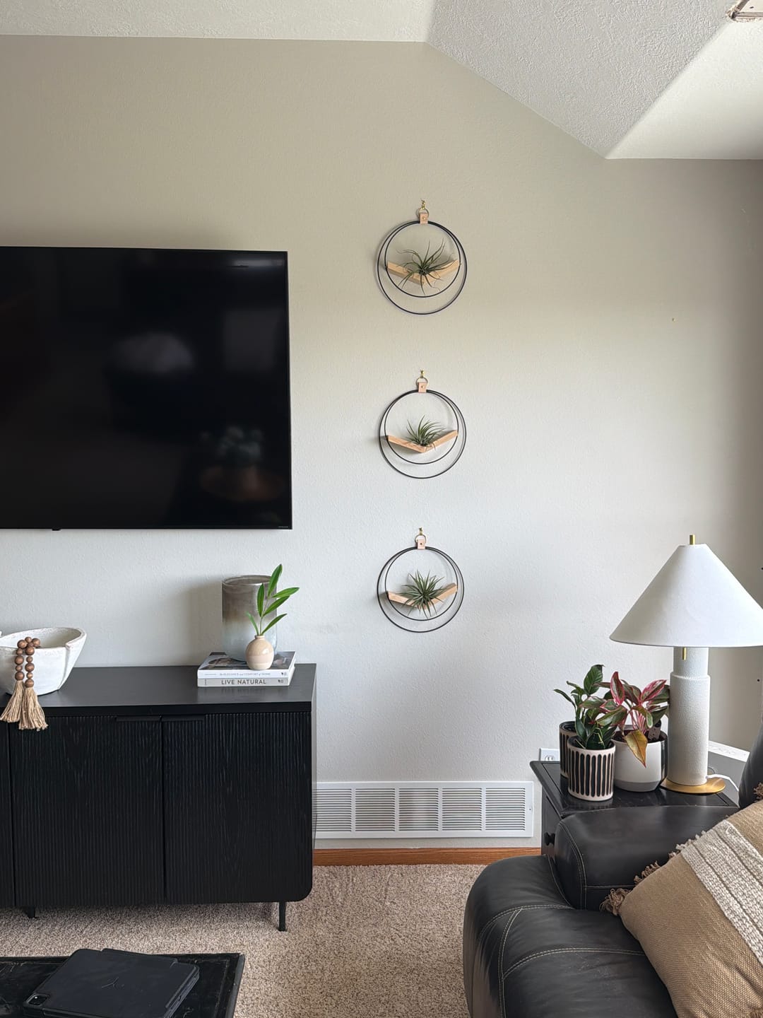 Customer photo review of Air Plant V-Hanger Trio