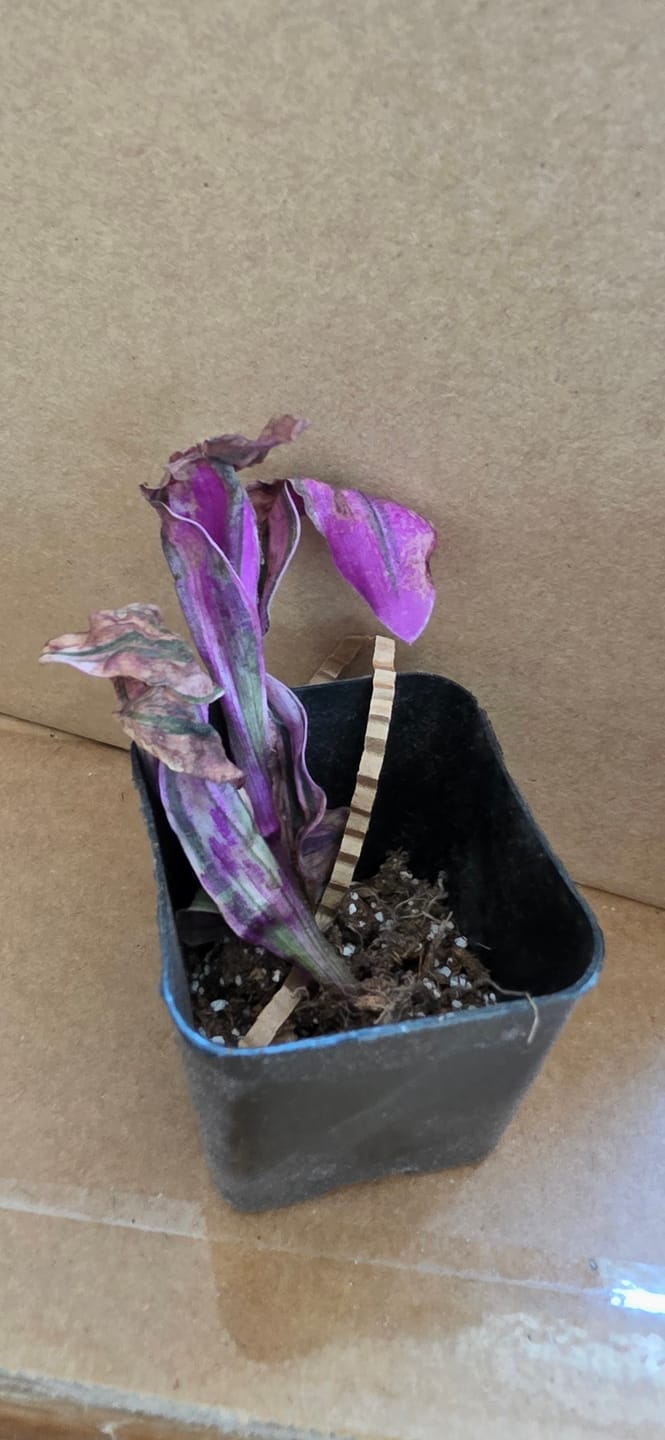 Customer photo review of Tradescantia cerinthoides - Pink Furry