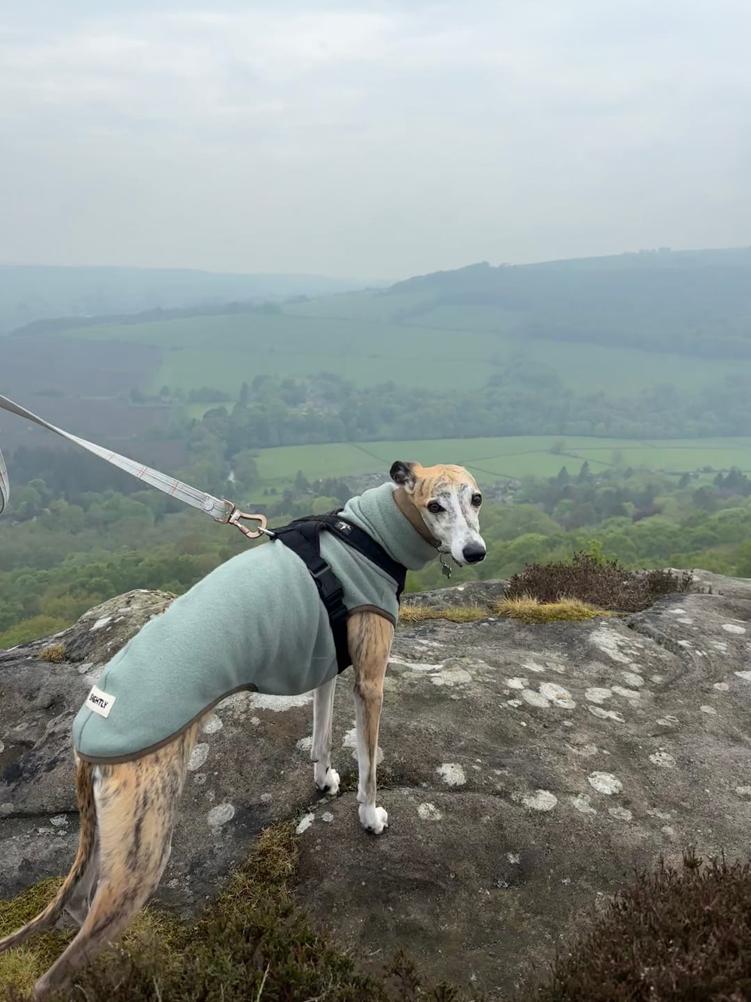 Customer photo review of Whippet Fleece