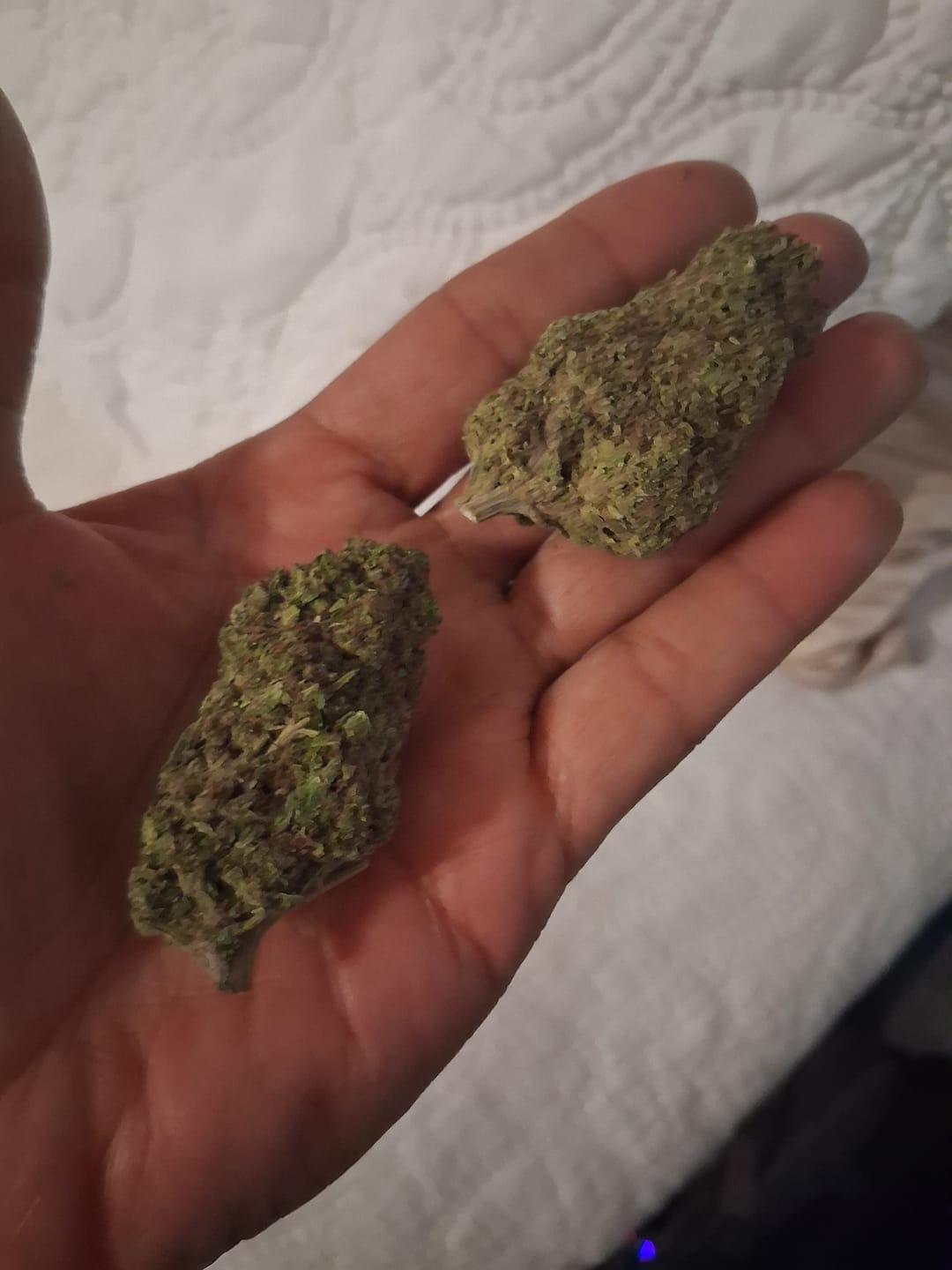 Customer photo review of Cranberry Kush - Bulk - Hybrid