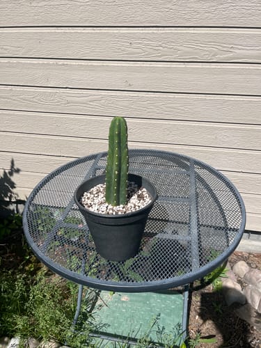 Customer photo review of San Pedro Cactus | Trichocereus (Echinopsis) Pachanoi