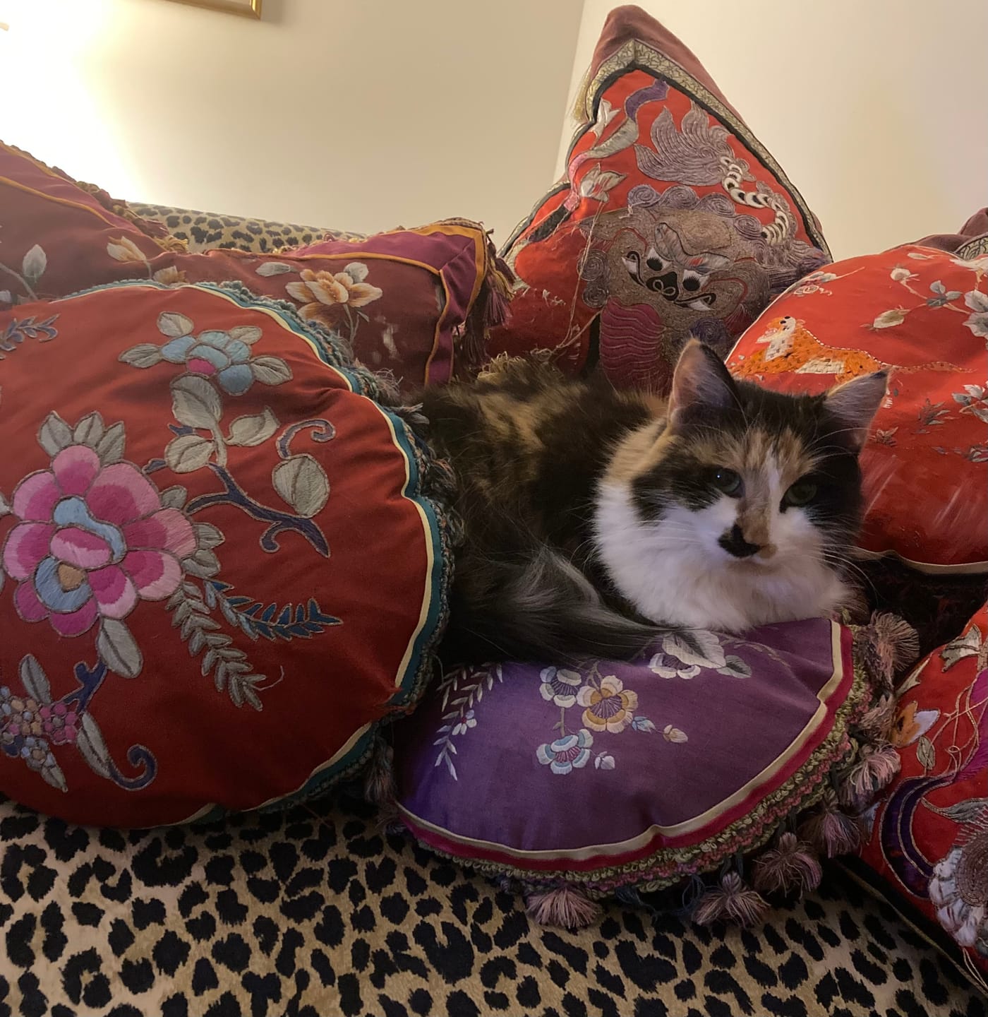 Customer photo review of Blisso Advanced Cat Probiotic