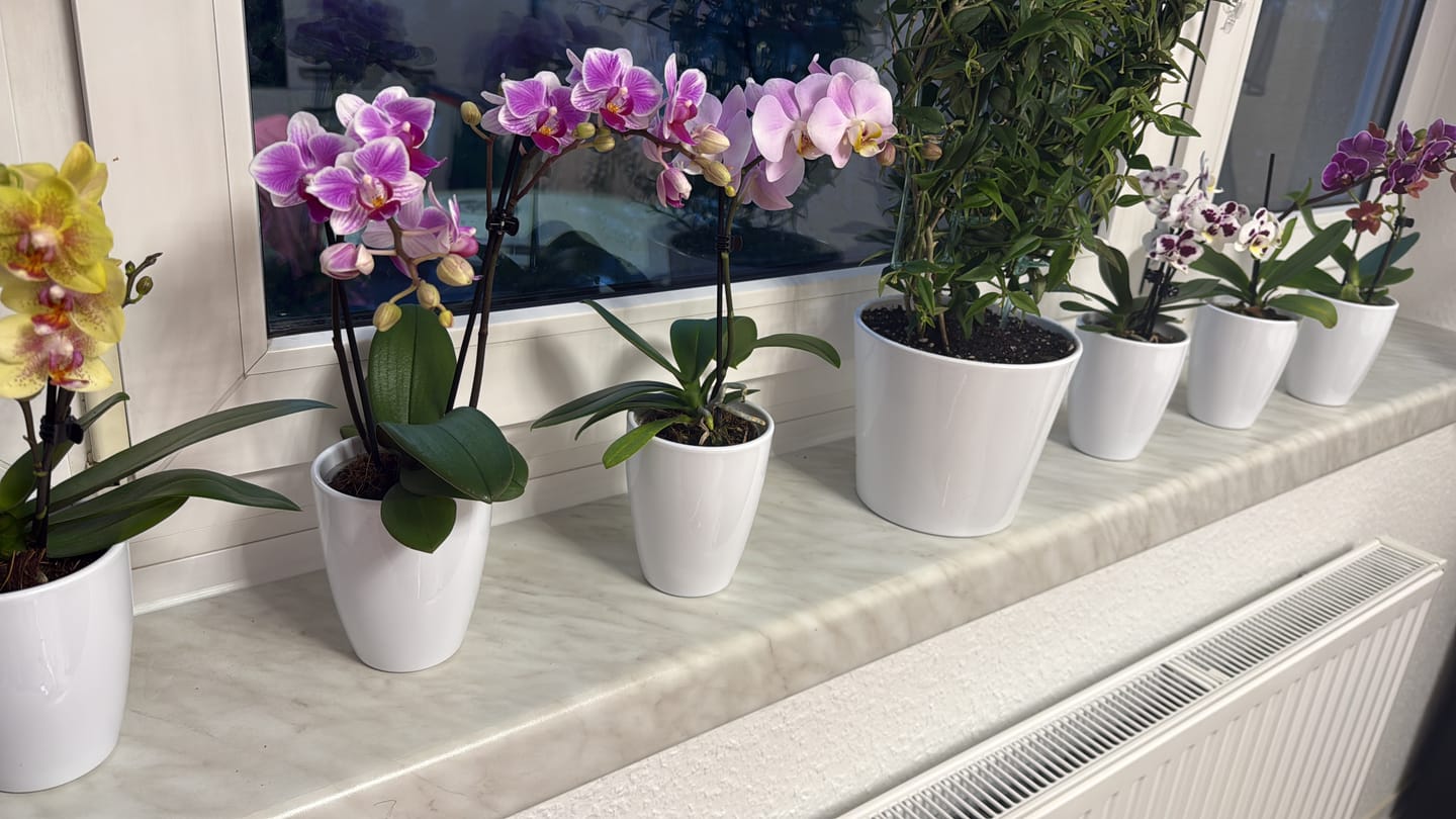 Customer photo review of Table Dance Farbmix im 6er Set mit 1 Rispe inkl. Keramik in weiß