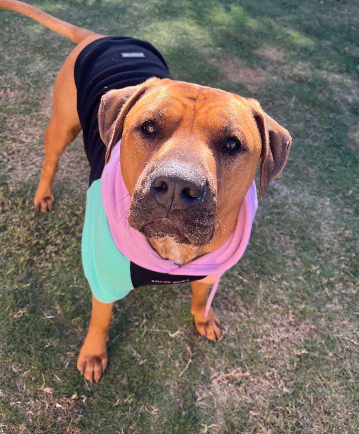 Customer photo review of Cyber Punk Dog Hoodie