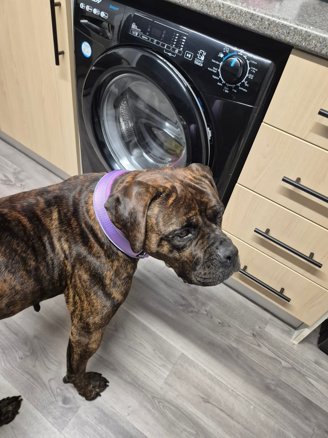 Customer photo review of Martingale collar - Purple