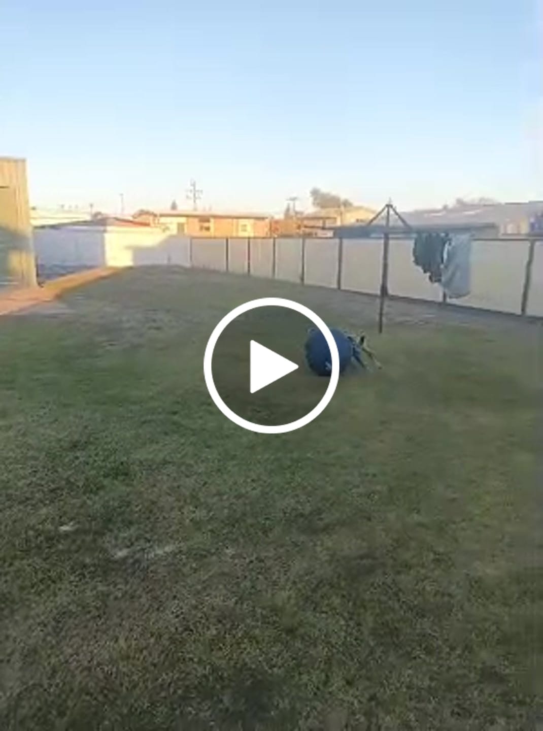 Customer video review of Herding Ball
