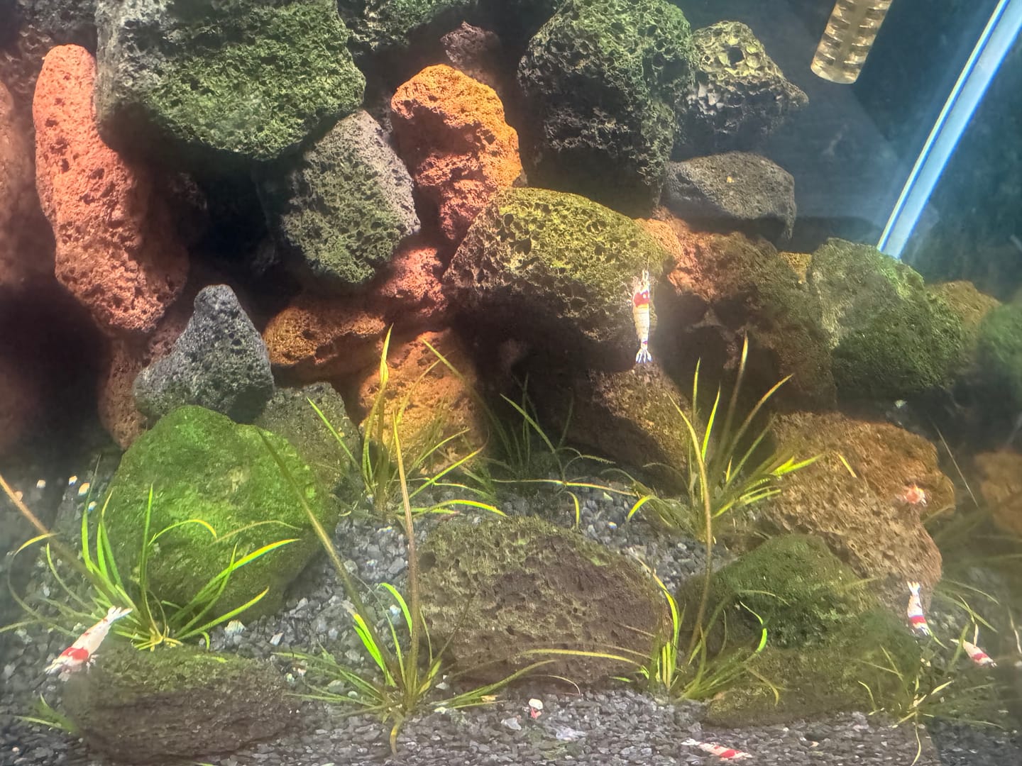 Customer photo review of Crystal Red Shrimp