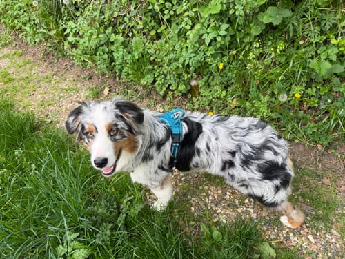 Customer photo review of Harnais anti-traction - reprenez le contrôle sans gêner votre chien
