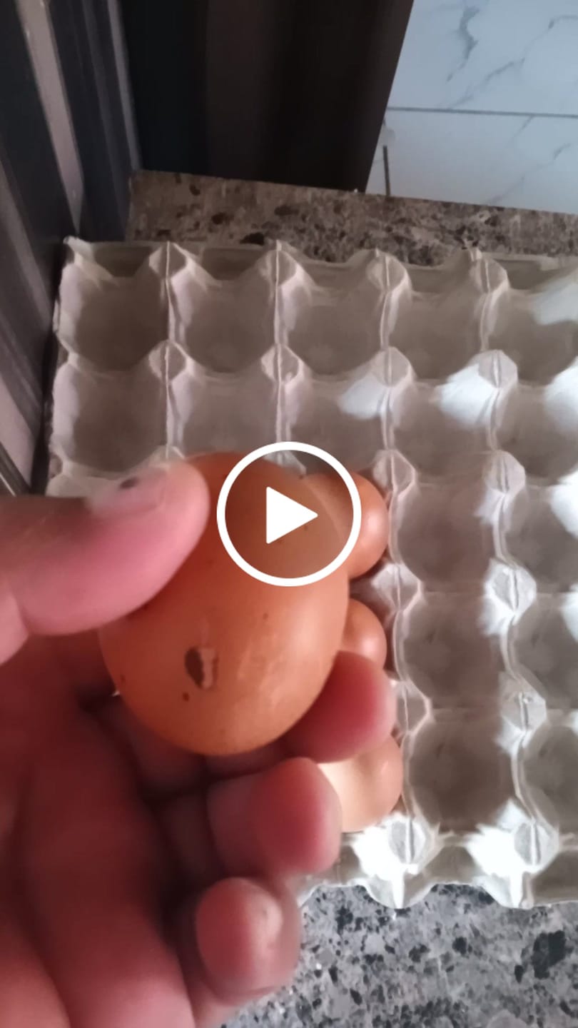 Customer video review of Avi Layer & Breeder (Fertility, Egg Quality & Skeletal Support for All Birds)