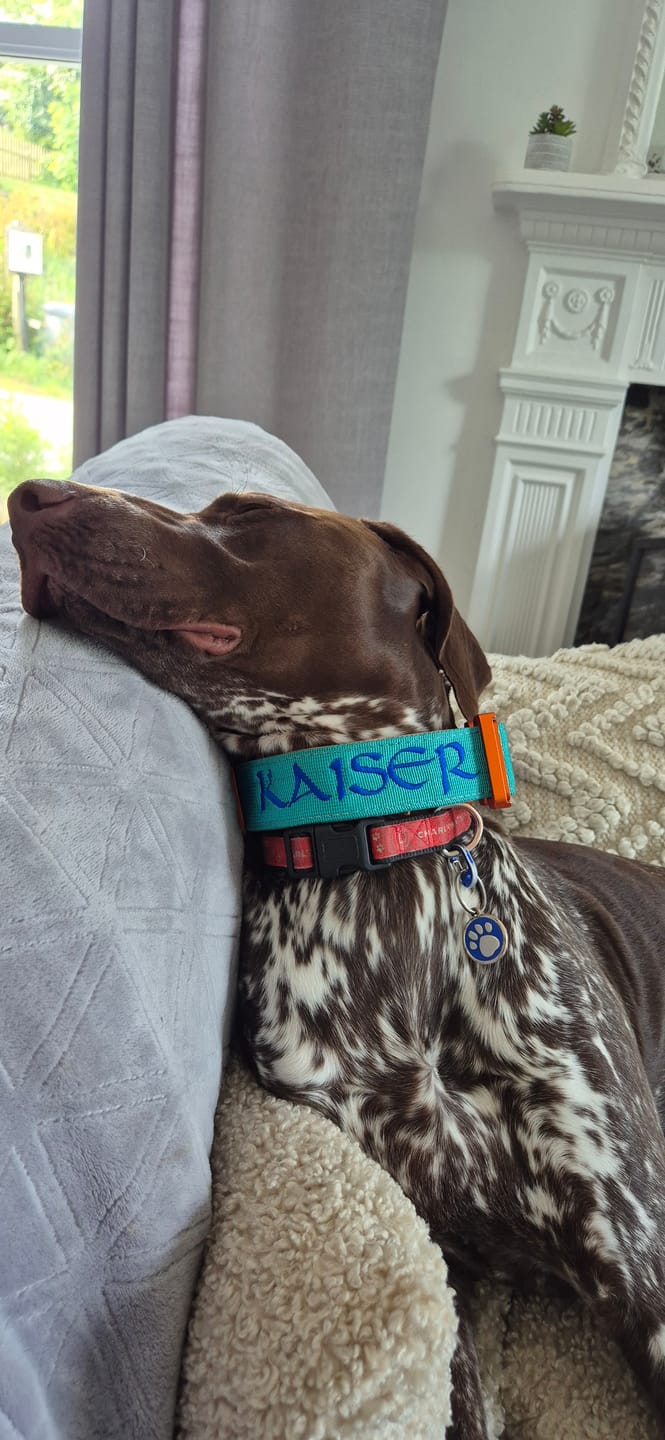 Customer photo review of 4cm LIGHTER Combat® Collar | With Handle Rated Clip - Turquoise & Orange
