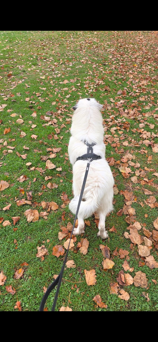 Customer photo review of Arnés Aerosport para Perros - Street Dogs - Black