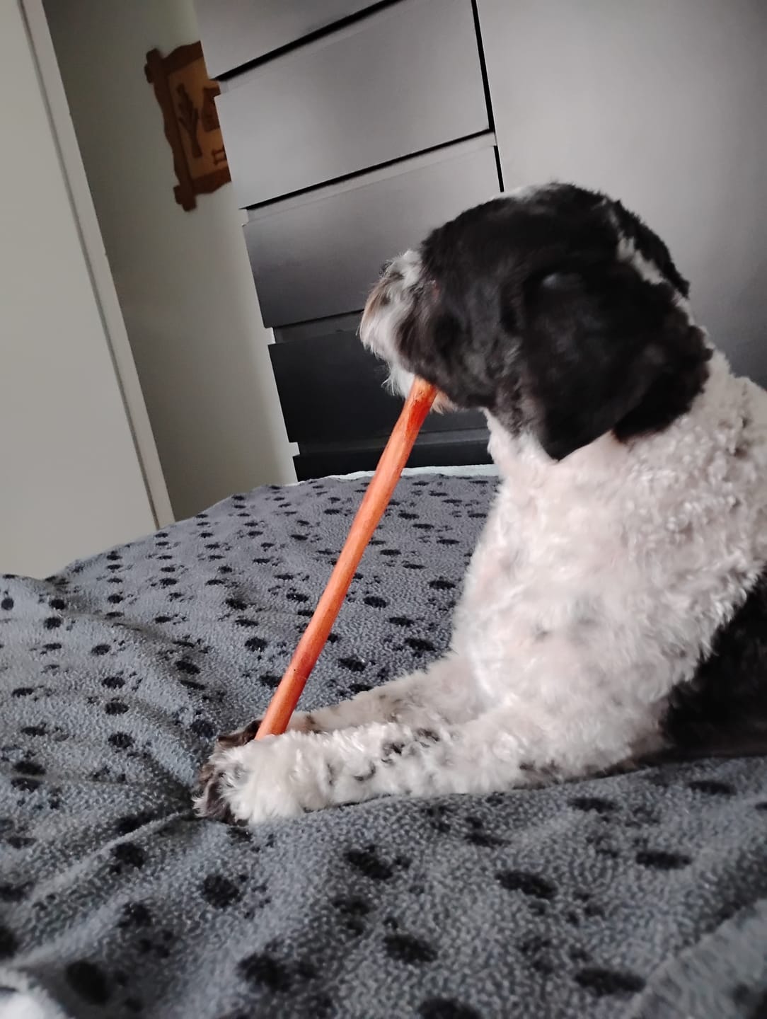 Customer photo review of 12 Inch Thick Bully Stick