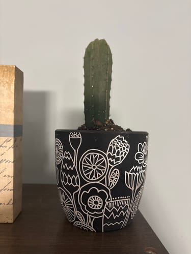 Customer photo review of Noid Trichocereus Cactus | Lost Label Trichocereus
