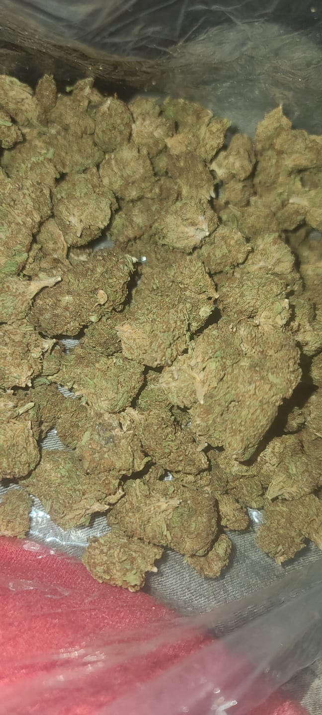 Customer photo review of Star Dog - Bulk - Indica
