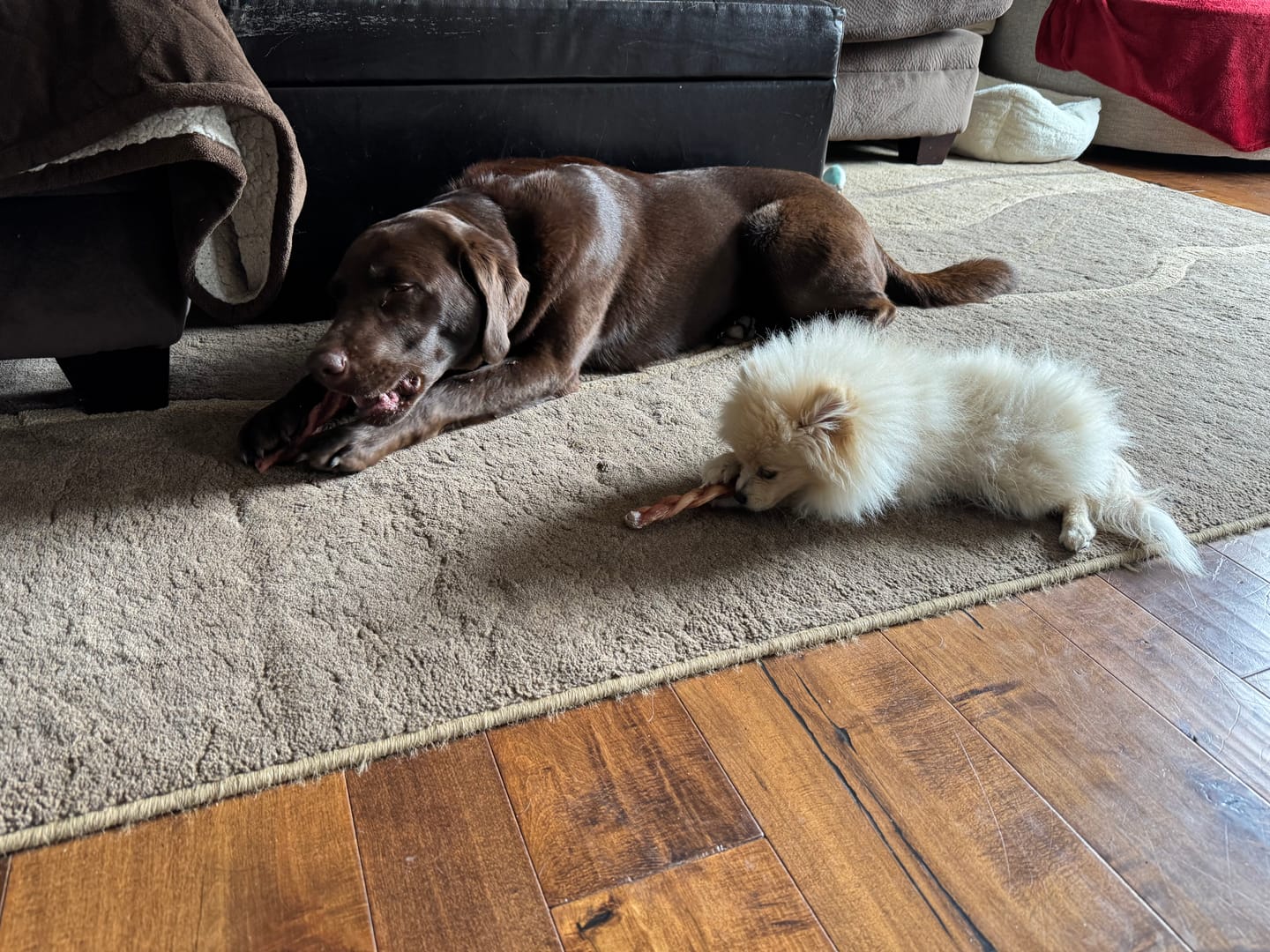 Customer photo review of 12 Inch Jumbo Braided Bully Stick