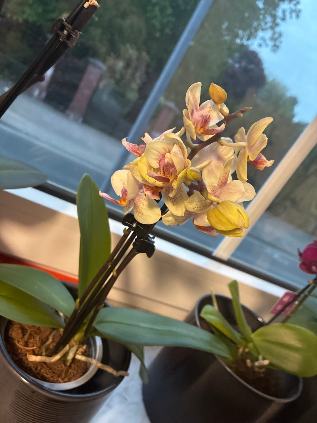 Customer photo review of Table Dance Pereira mit gelb-gepunkteten Blüten und 2+ Rispen