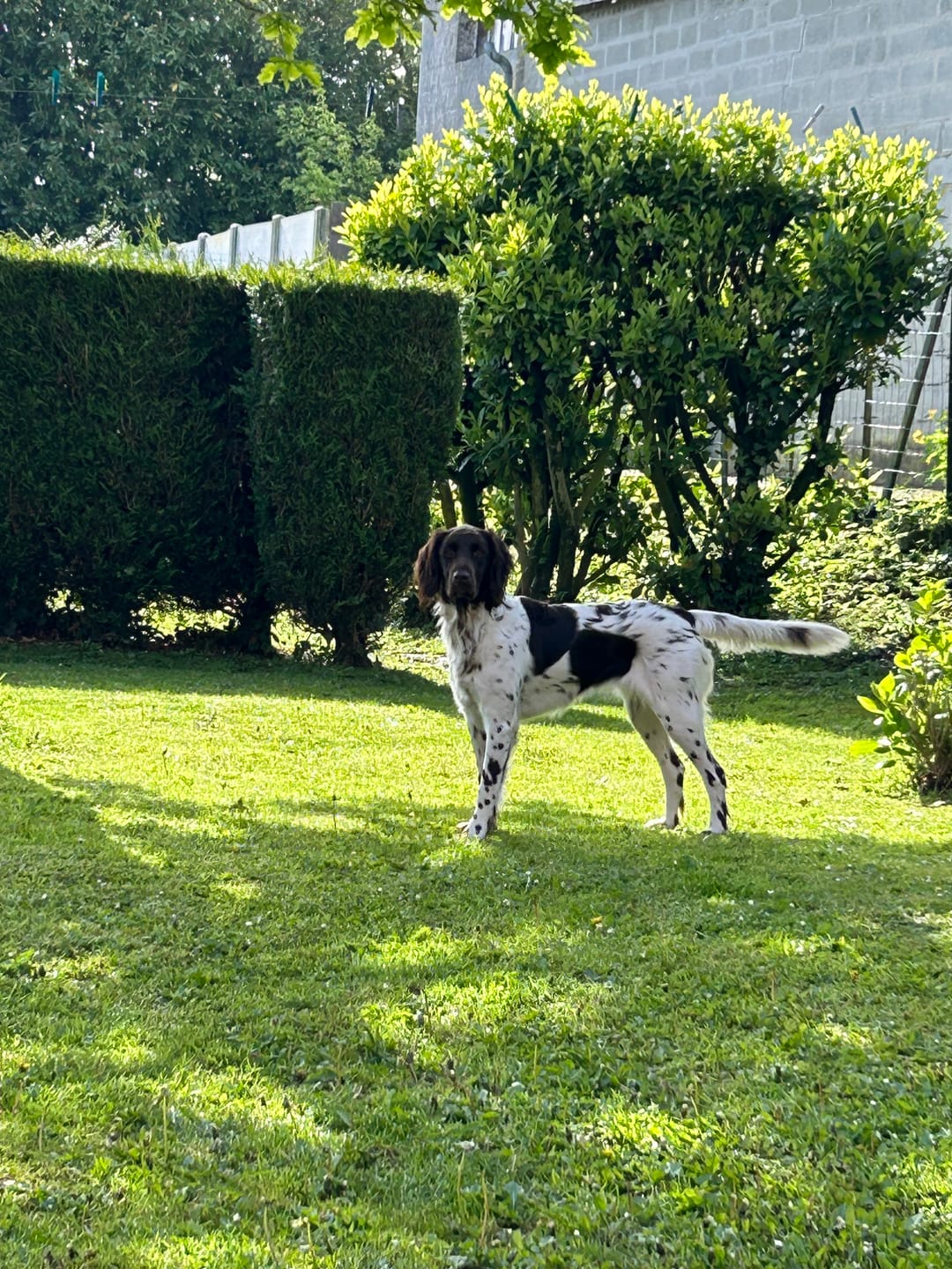 Customer photo review of Croquettes Poulet & Citrouille - Chien Moyenne & Grande race