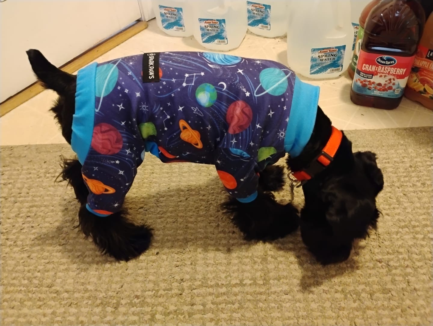 Customer photo review of Dog Pajama - Planets