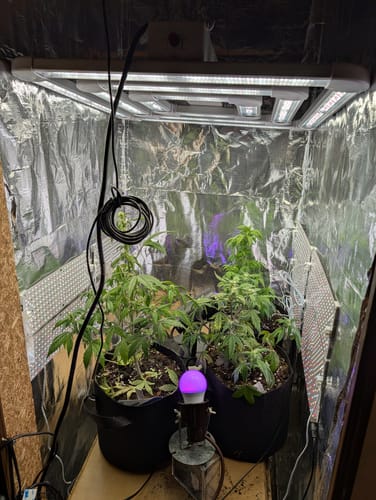 Customer photo review of FGI Square 3 320W Full Spectrum LED Grow Light. Includes Far Red Spectrum, Manual Dimming.