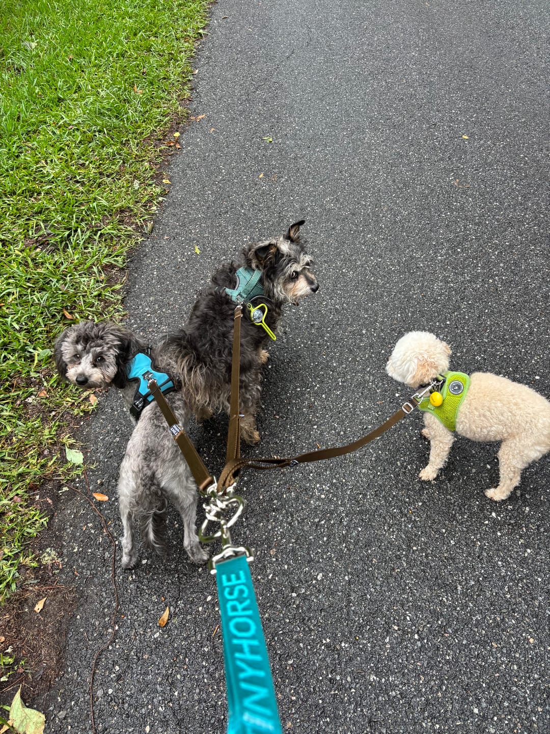 Customer photo review of Handler Lite
