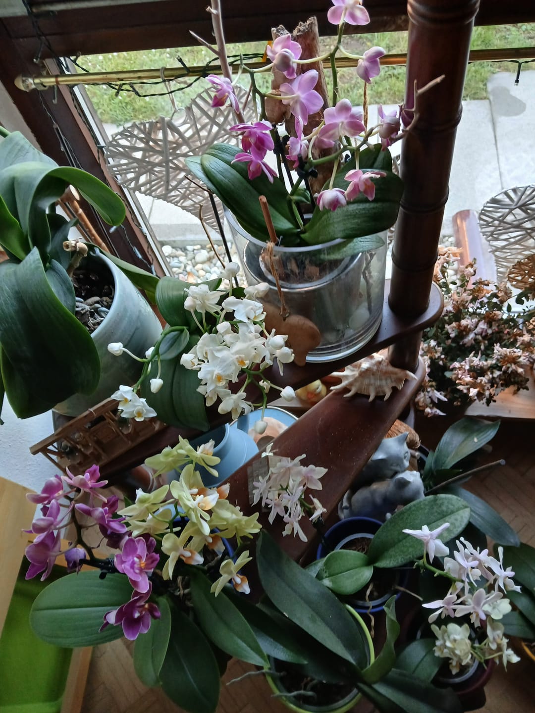 Customer photo review of Cocktail Orchidee mit gelb-roten Blüten und 5+ Rispen