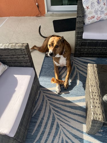 Customer's large brindle dog holding a Smoked Beef Marrow Bone between its paws while lying on a patio rug.