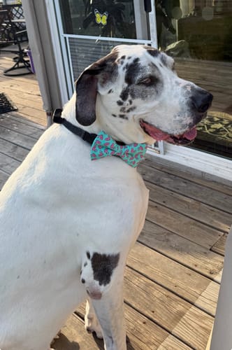 Customer photo review of Flamingo Bow Tie for Dog and Cat Collar