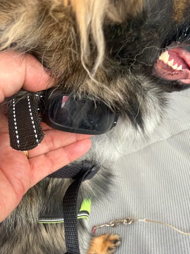 Customer photo review of Houndware Multi-Functional Anti-Bark Collar