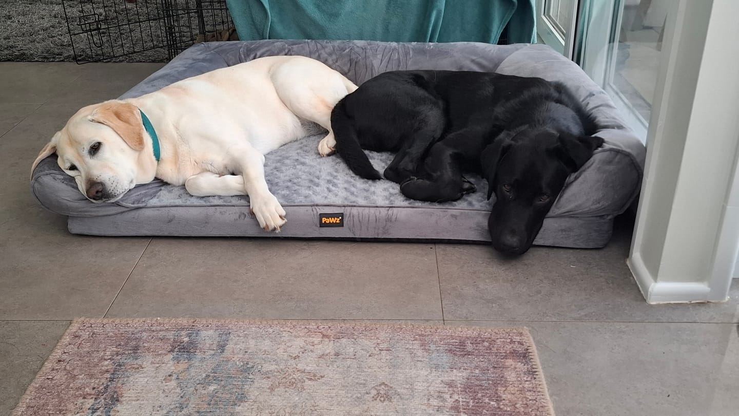 Customer photo review of Pet Sofa Bed