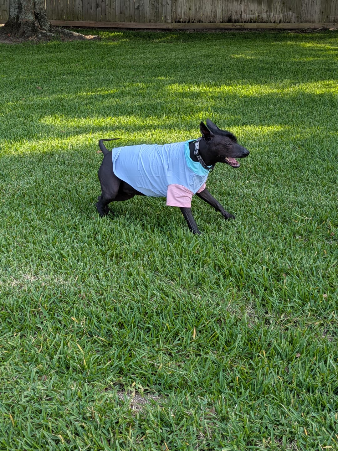 Customer photo review of Sunblock Dog T-Shirt - Color Block