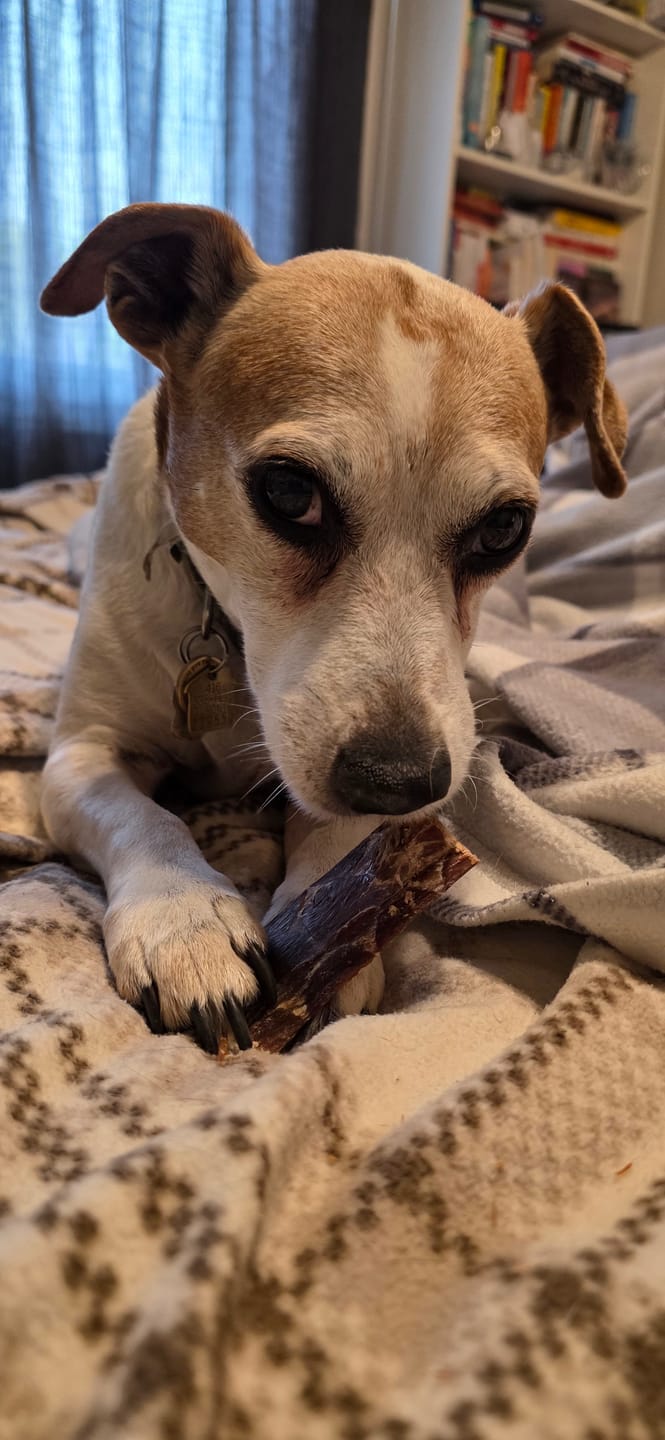 Customer photo review of 6 Inch Beef Jerky Strip