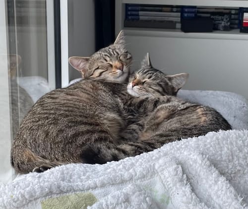 Les deux chats tigrés d'un client, en bonne santé, se blottissent l'un contre l'autre sur une couverture.
