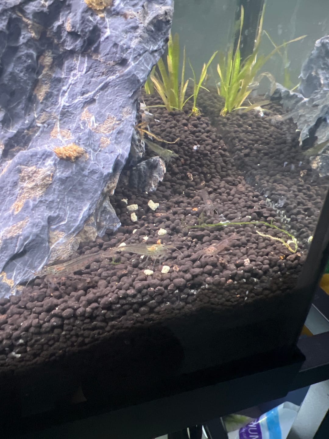 Customer photo review of Amano Shrimp