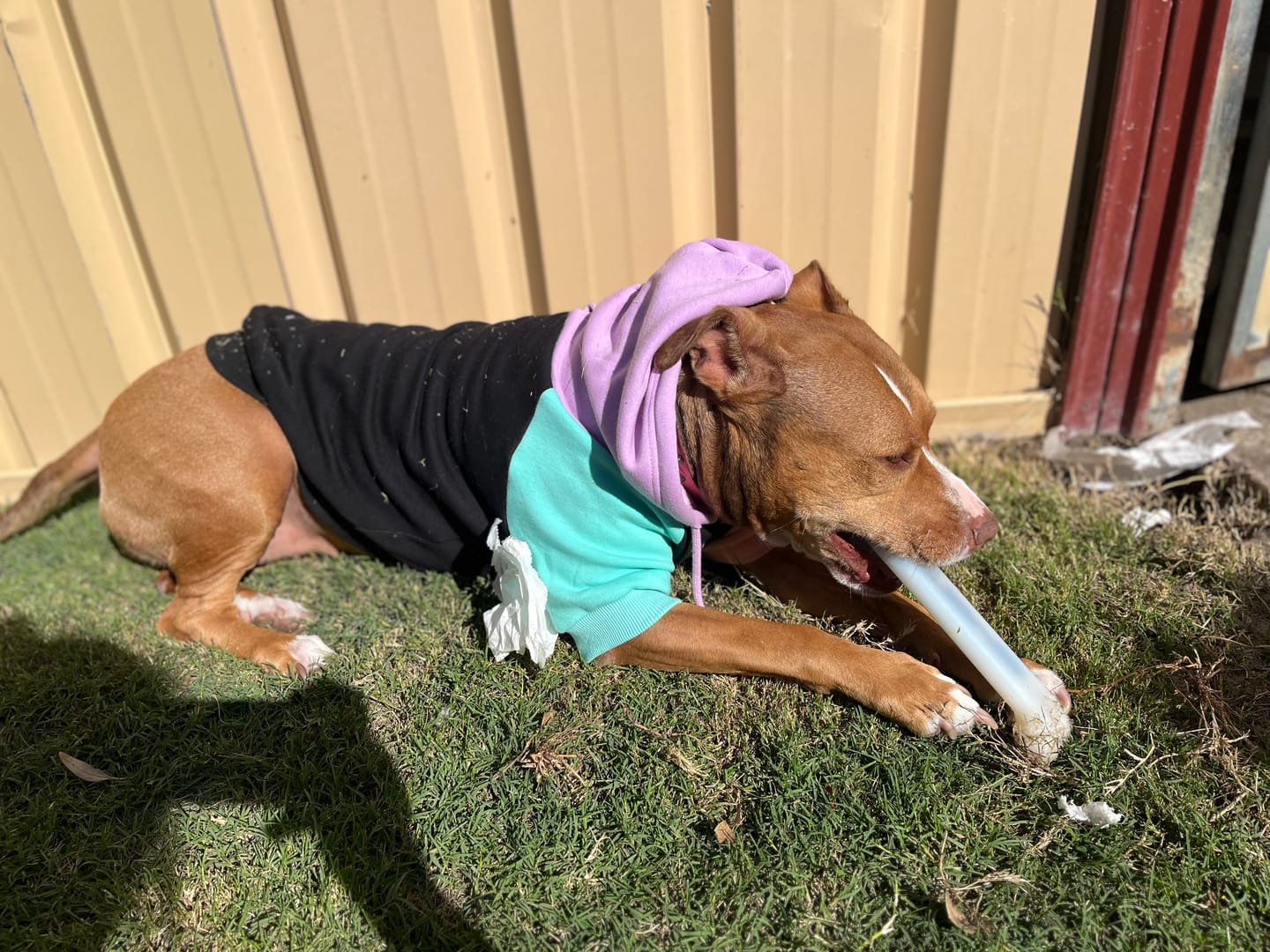 Customer photo review of Cyber Punk Dog Hoodie
