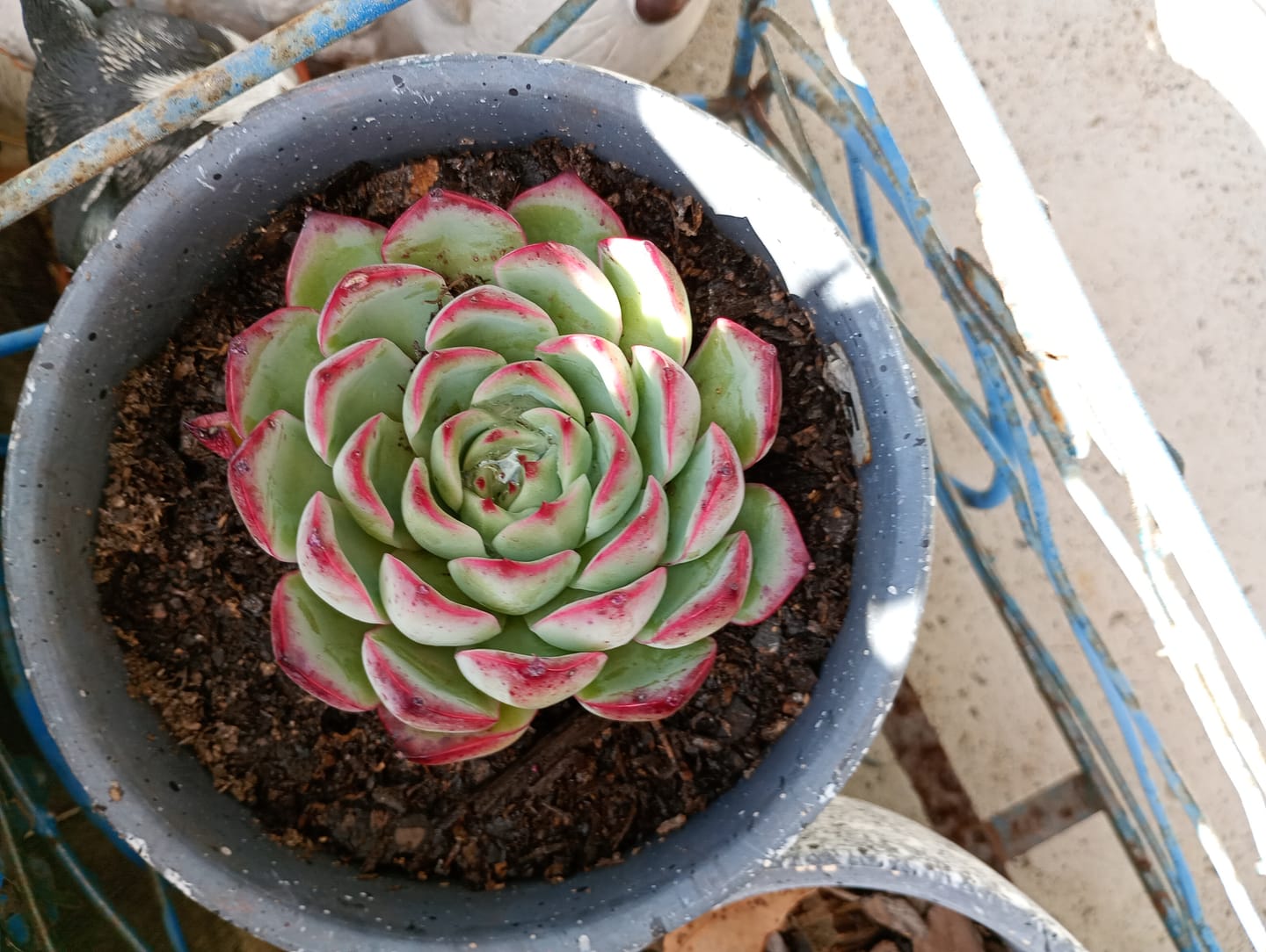 Customer photo review of Echeveria 'Soul Heart' - Lg