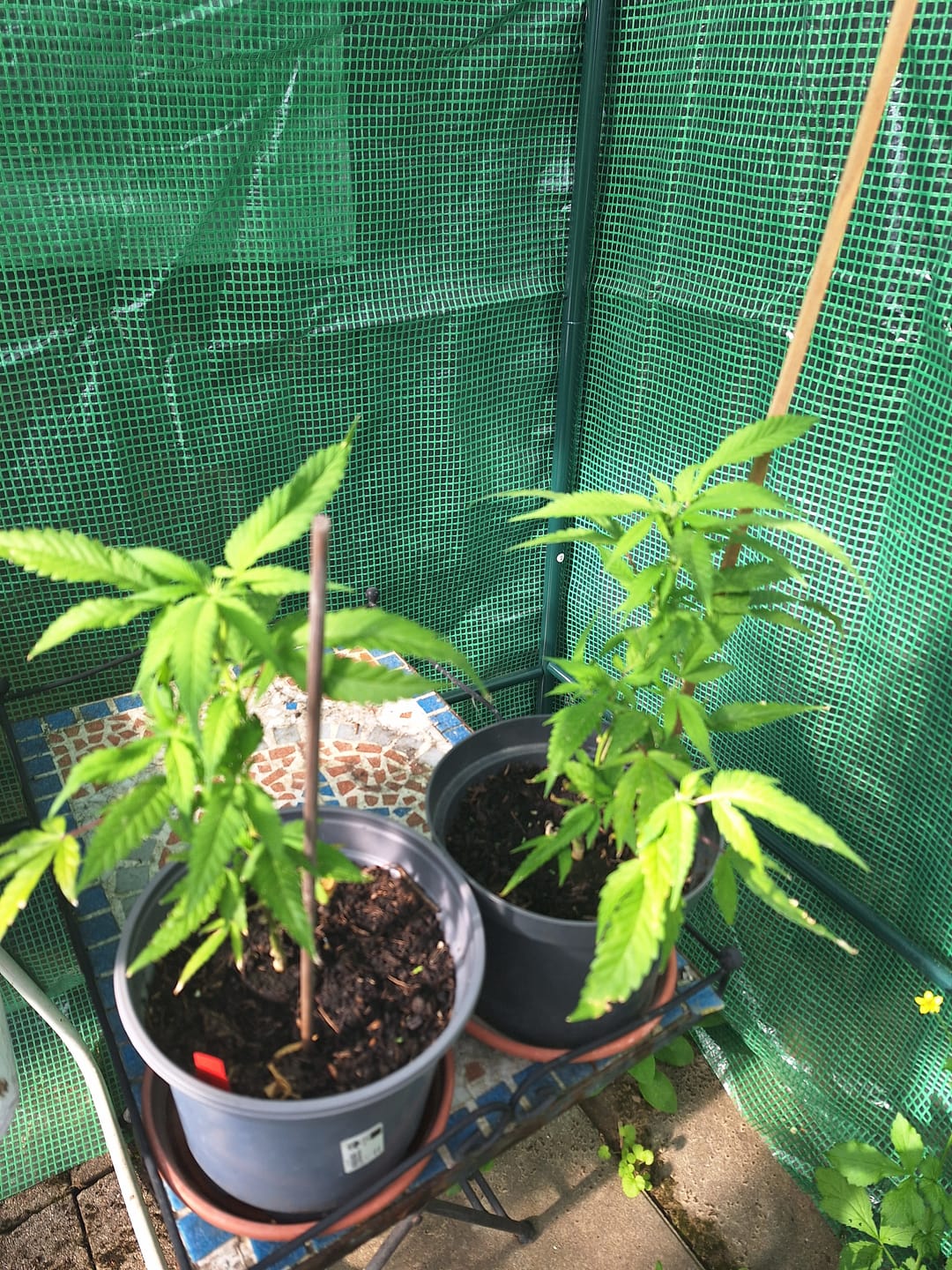 Customer photo review of Hanfstecklinge | Agent Orange