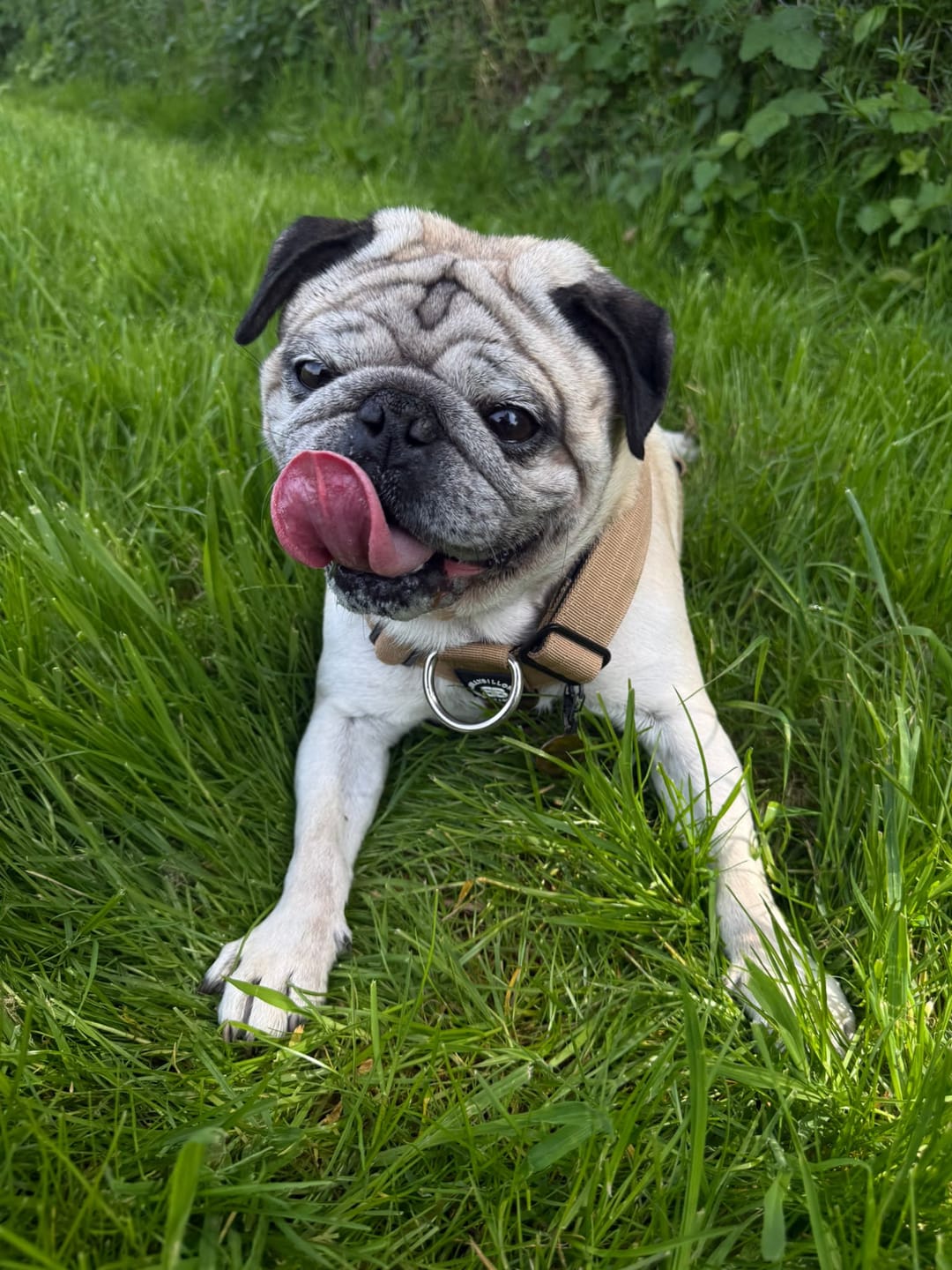 Customer photo review of Anti-Pull TRI-Harness® | Training Dog Harness for All Breeds - Tan