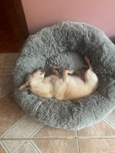 Un cliente muestra a su Chihuahua durmiendo boca arriba en la cómoda Cama Antiestrés para Perros gris.