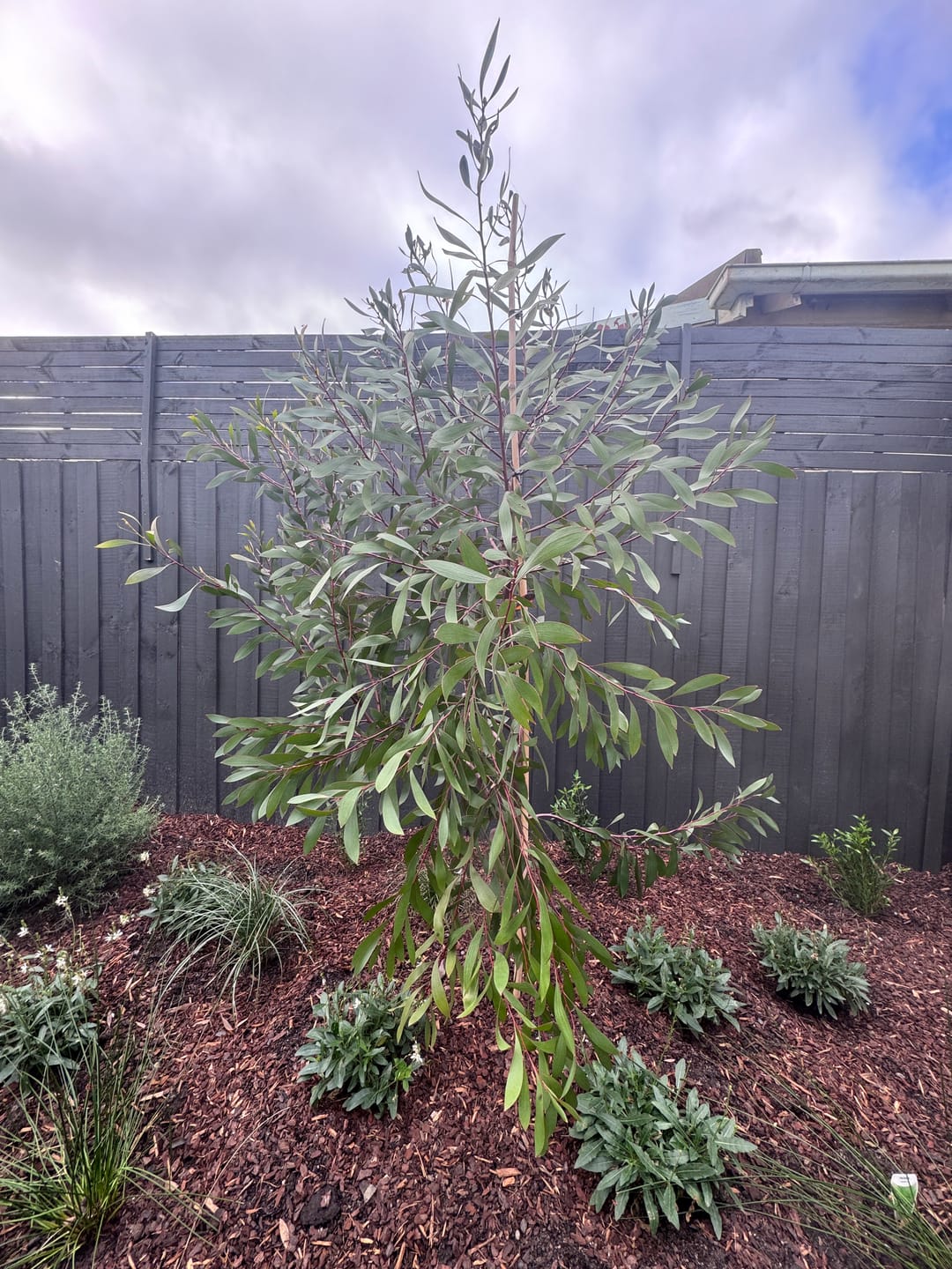 Customer photo review of Pincushion Hakea - Hakea laurina