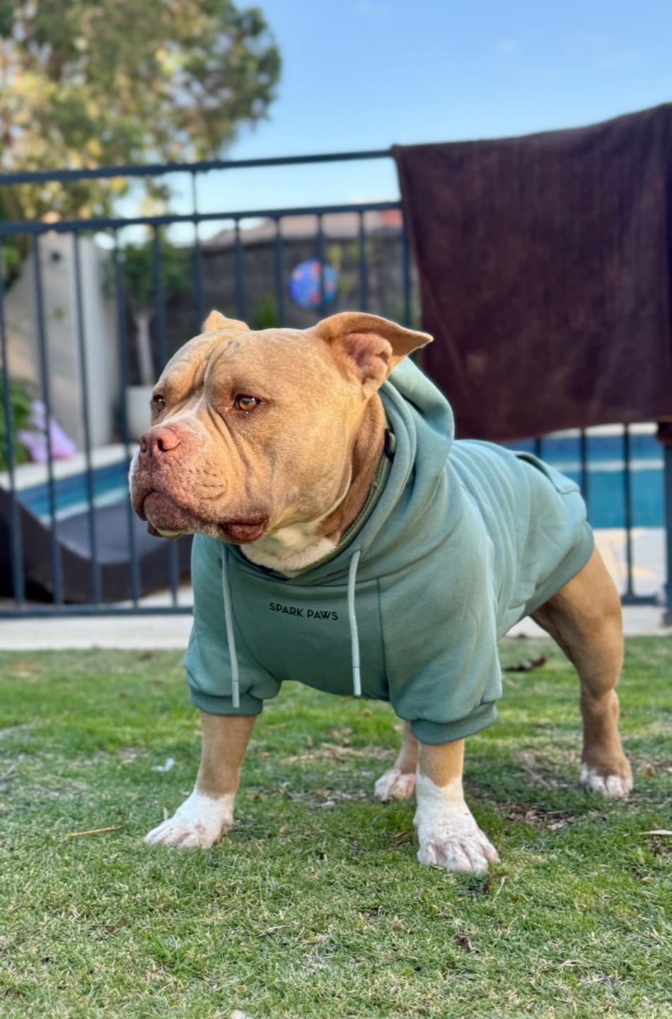 Customer photo review of Essential Dog Hoodie - Teal
