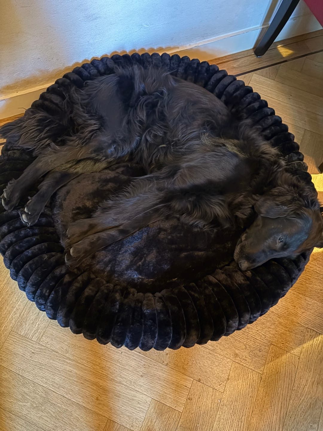 Customer photo review of Pet Perfect Hoes (ENKEL HOES) voor Orthopedische Donutmand - ZONDER VULLING
