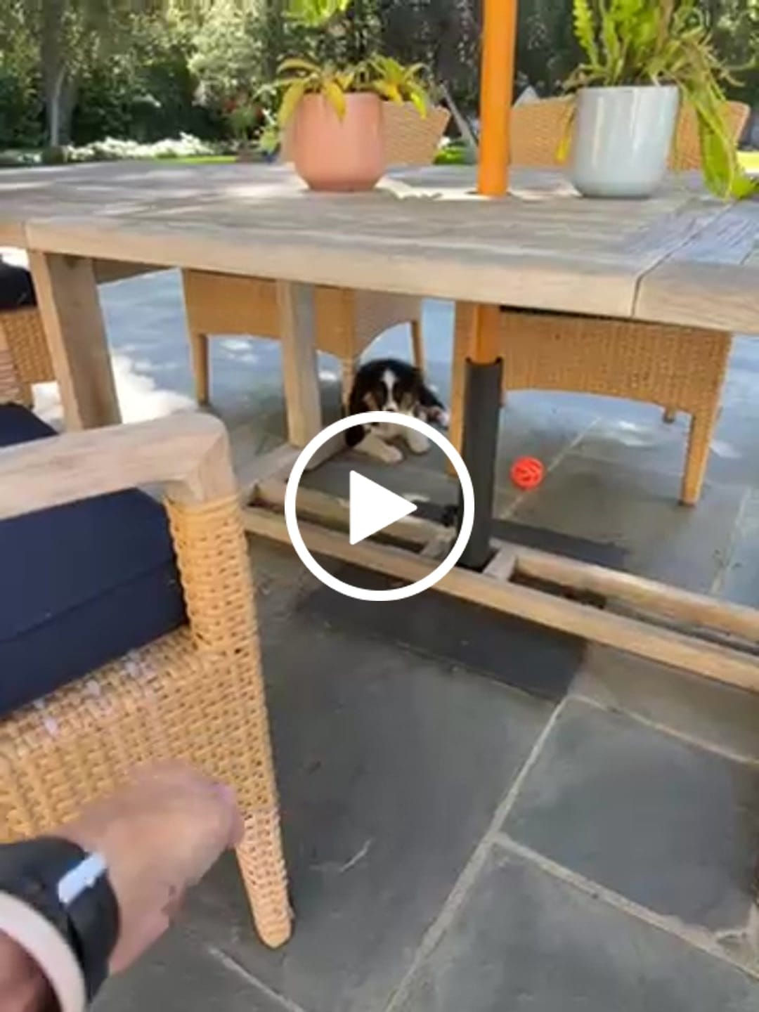 Customer video review of Daily Dog Probiotic