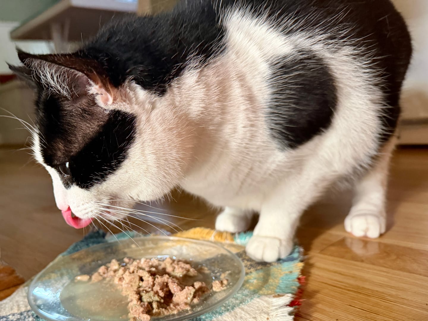Customer photo review of Turkey Recipe for Cats - 12oz