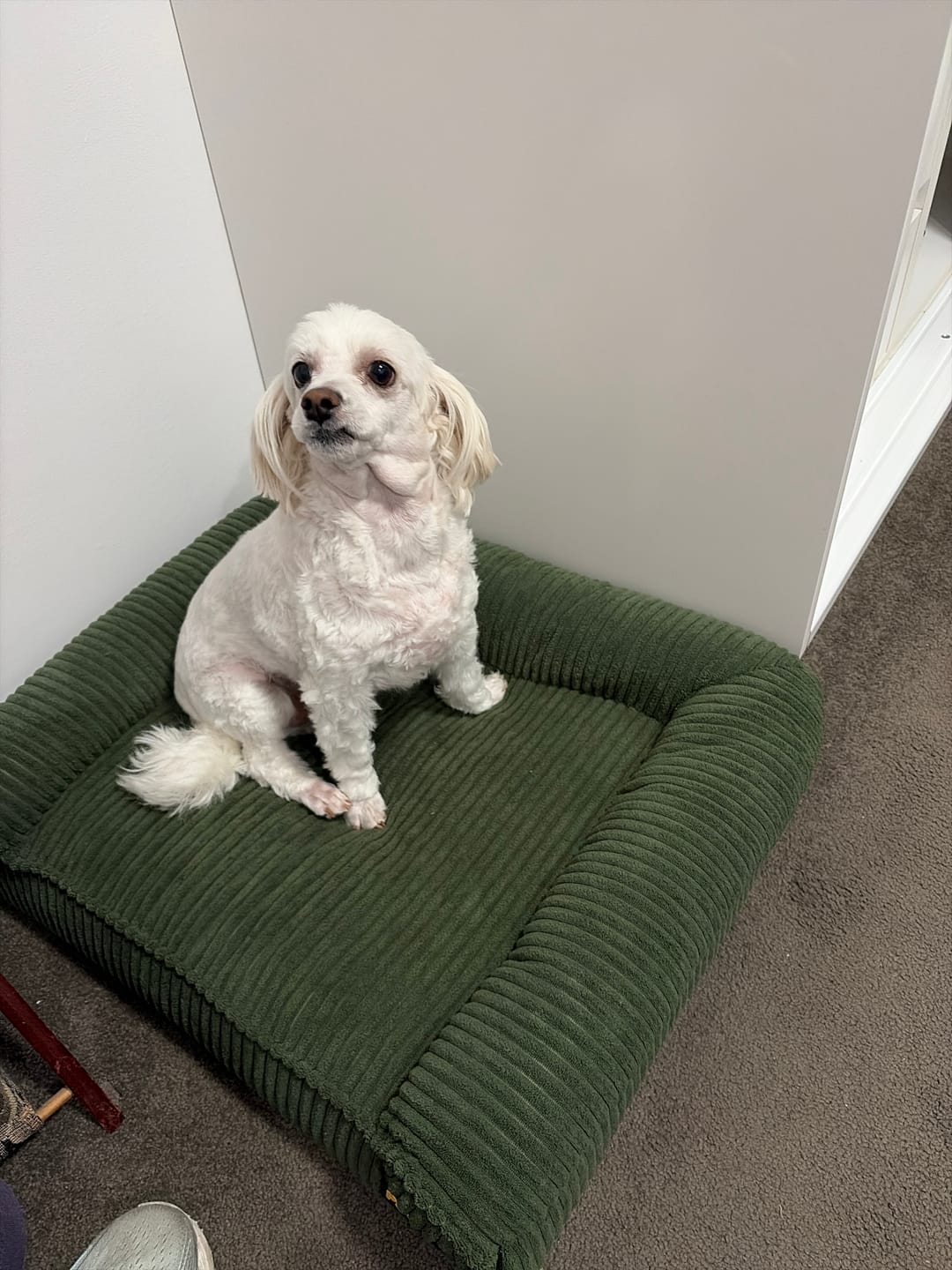 Customer photo review of Pet Bed Non Slip Dog Mat Orthopedic Sofa  Cushion Washable Removable
