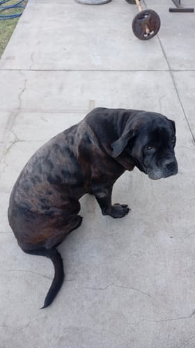 Customer photo review of Probioticos para perros