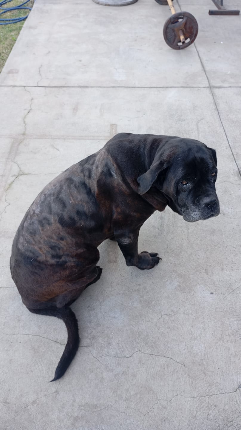 Customer photo review of Probioticos para perros