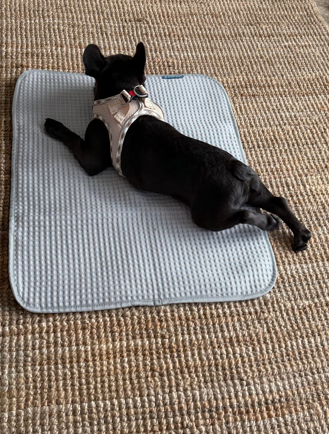 Customer photo review of Frostcore™ Cooling Mat