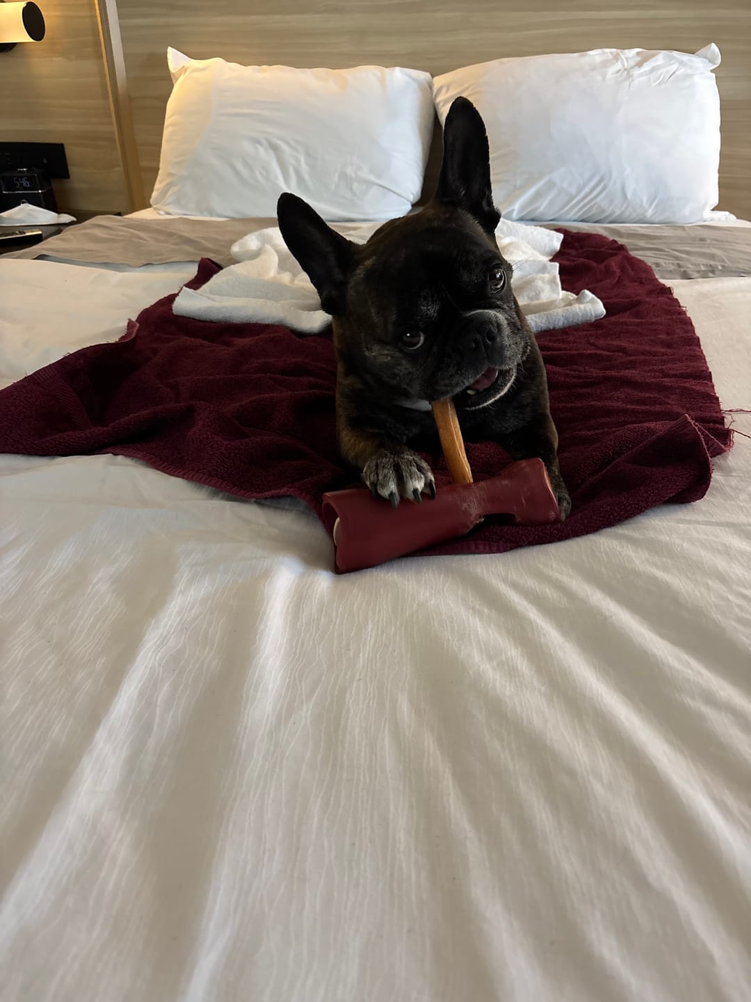 Customer photo review of 6 Inch Thick Bully Stick